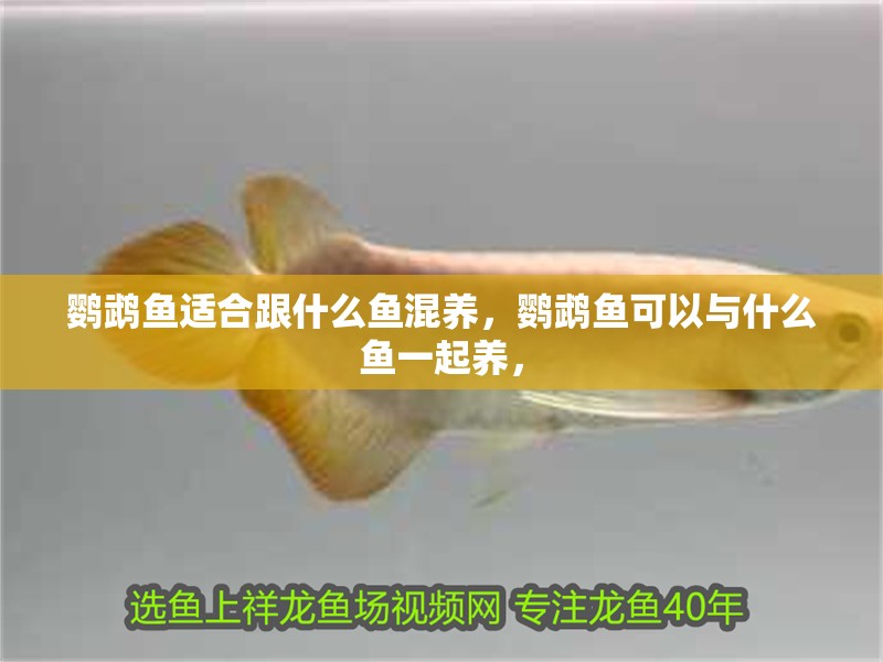 鸚鵡魚適合跟什么魚混養，鸚鵡魚可以與什么魚一起養，