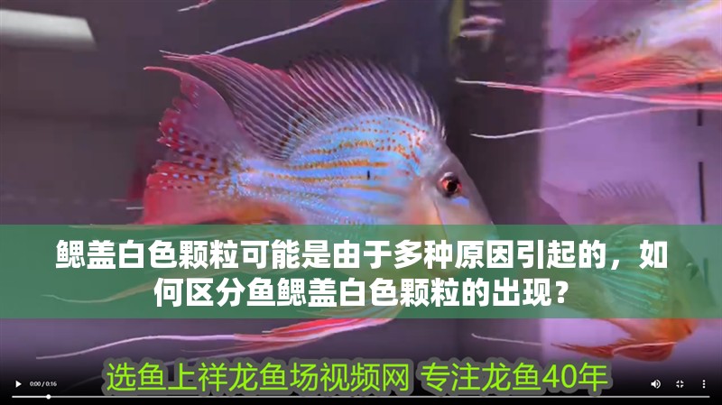 鰓蓋白色顆粒可能是由于多種原因引起的，如何區分魚鰓蓋白色顆粒的出現？