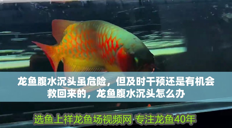龍魚腹水沉頭雖危險，但及時干預還是有機會救回來的，龍魚腹水沉頭怎么辦