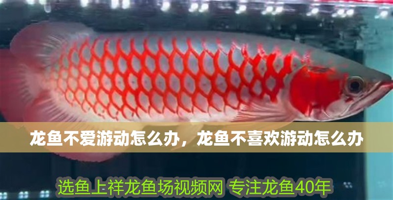 龍魚不愛游動怎么辦，龍魚不喜歡游動怎么辦
