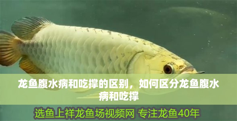 龍魚腹水病和吃撐的區別，如何區分龍魚腹水病和吃撐