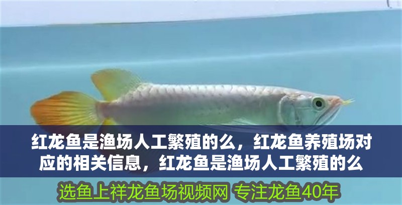 紅龍魚是漁場人工繁殖的么，紅龍魚養(yǎng)殖場對應(yīng)的相關(guān)信息，紅龍魚是漁場人工繁殖的么