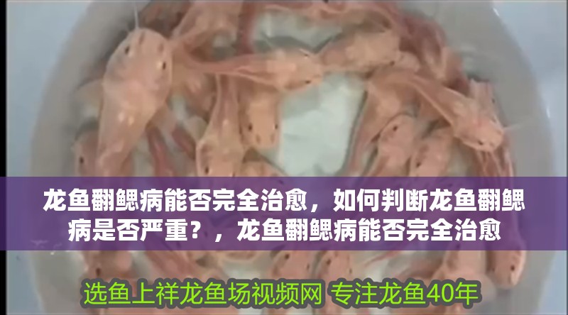龍魚翻鰓病能否完全治愈，如何判斷龍魚翻鰓病是否嚴重？，龍魚翻鰓病能否完全治愈
