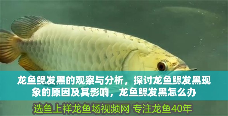 龍魚鰓發黑的觀察與分析，探討龍魚鰓發黑現象的原因及其影響，龍魚鰓發黑怎么辦