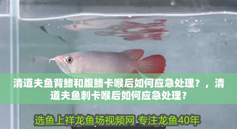 清道夫魚背鰭和腹鰭卡喉后如何應(yīng)急處理？，清道夫魚刺卡喉后如何應(yīng)急處理？