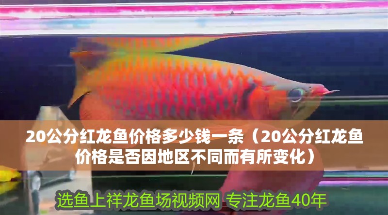 20公分紅龍魚價格多少錢一條（20公分紅龍魚價格是否因地區不同而有所變化）