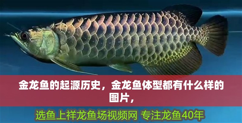 金龍魚的起源歷史，金龍魚體型都有什么樣的圖片，