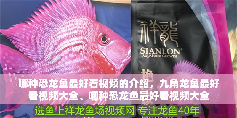 哪種恐龍魚(yú)最好看視頻的介紹，九角龍魚(yú)最好看視頻大全、哪種恐龍魚(yú)最好看視頻大全