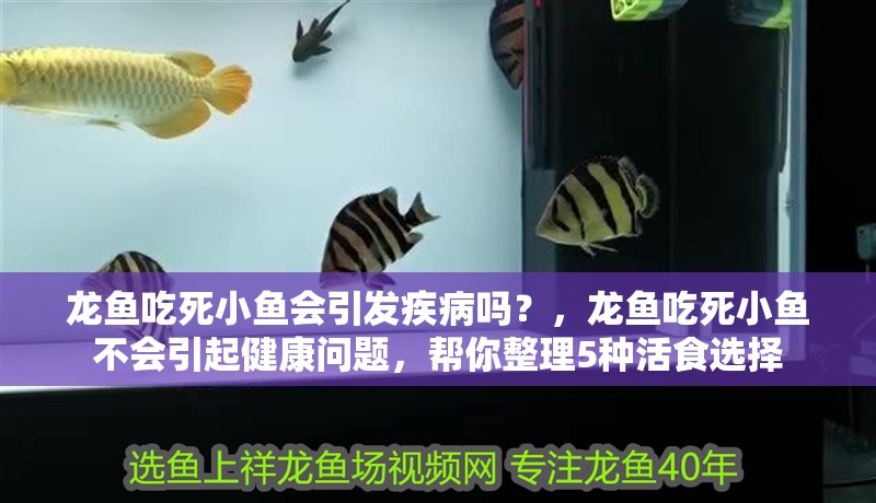 龍魚吃死小魚會引發疾病嗎？，龍魚吃死小魚不會引起健康問題，幫你整理5種活食選擇