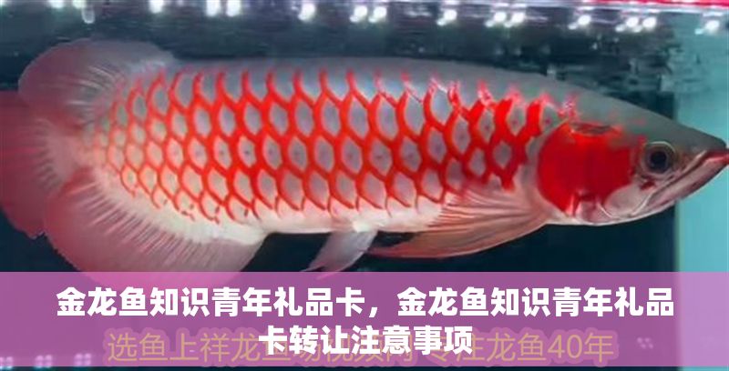 金龍魚知識青年禮品卡，金龍魚知識青年禮品卡轉(zhuǎn)讓注意事項