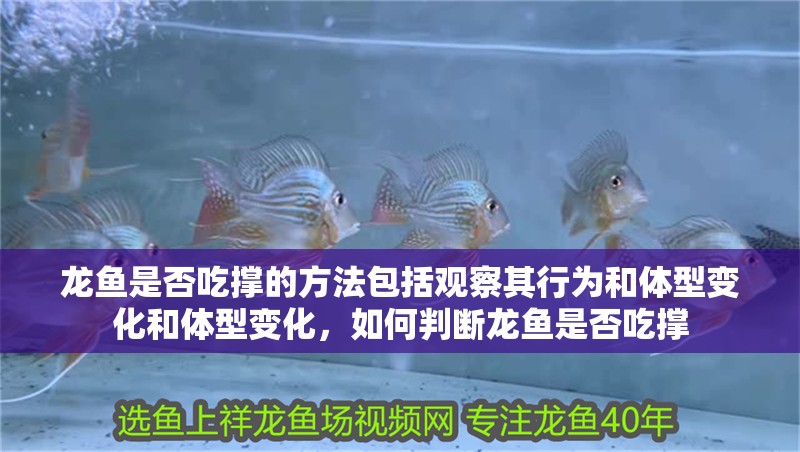 龍魚(yú)是否吃撐的方法包括觀察其行為和體型變化和體型變化，如何判斷龍魚(yú)是否吃撐