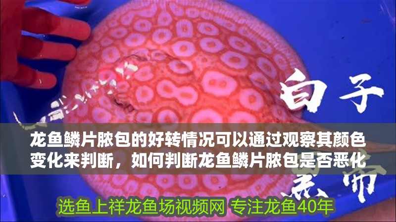 龍魚鱗片膿包的好轉(zhuǎn)情況可以通過觀察其顏色變化來判斷，如何判斷龍魚鱗片膿包是否惡化？