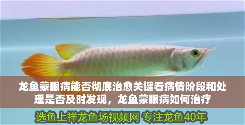 龍魚蒙眼病能否徹底治愈關鍵看病情階段和處理是否及時發現，龍魚蒙眼病如何治療