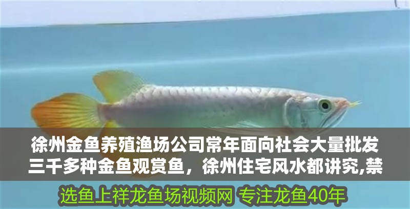 徐州金魚養(yǎng)殖漁場公司常年面向社會大量批發(fā)三千多種金魚觀賞魚，徐州住宅風(fēng)水都講究,禁忌