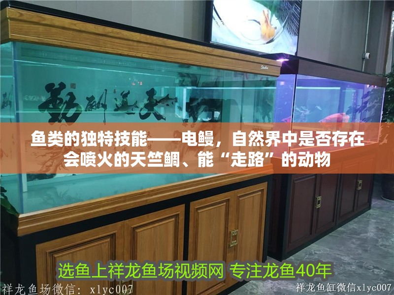 魚類的獨特技能——電鰻，自然界中是否存在會噴火的天竺鯛、能“走路”的動物