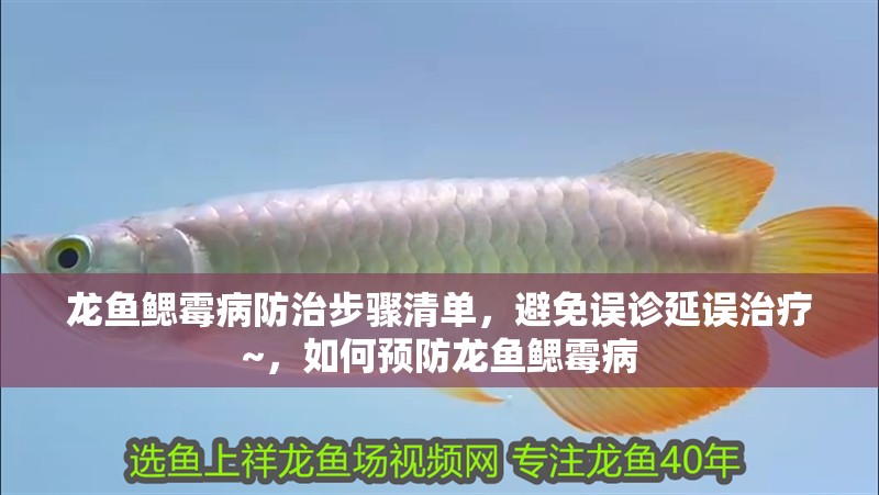 龍魚鰓霉病防治步驟清單，避免誤診延誤治療~，如何預(yù)防龍魚鰓霉病