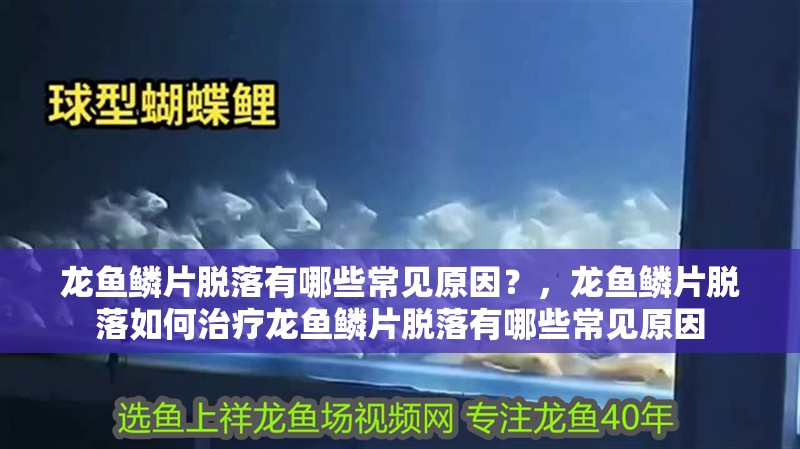 龍魚(yú)鱗片脫落有哪些常見(jiàn)原因？，龍魚(yú)鱗片脫落如何治療龍魚(yú)鱗片脫落有哪些常見(jiàn)原因