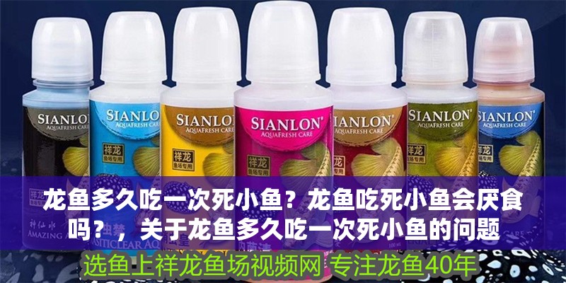 龍魚多久吃一次死小魚？龍魚吃死小魚會厭食嗎？，關(guān)于龍魚多久吃一次死小魚的問題