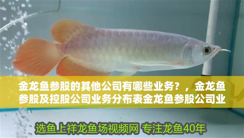 金龍魚參股的其他公司有哪些業務？，金龍魚參股及控股公司業務分布表金龍魚參股公司業務 金龍魚參股的其他公司有哪些業務？，金龍魚參股及控股公司業務分布表金龍魚參股公司業務 龍魚百科