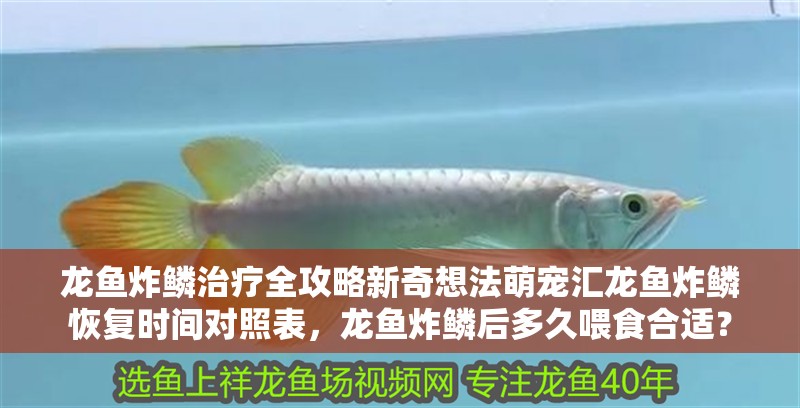 龍魚(yú)炸鱗治療全攻略新奇想法萌寵匯龍魚(yú)炸鱗恢復(fù)時(shí)間對(duì)照表，龍魚(yú)炸鱗后多久喂食合適？
