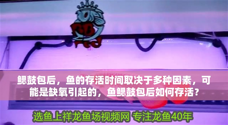 鰓鼓包后，魚的存活時間取決于多種因素，可能是缺氧引起的，魚鰓鼓包后如何存活？