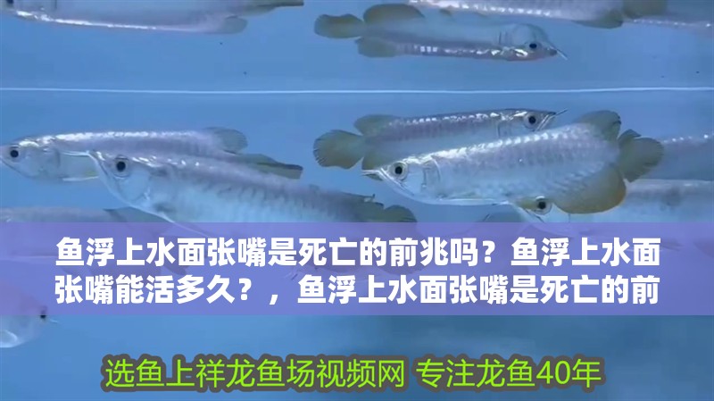 魚浮上水面張嘴是死亡的前兆嗎？魚浮上水面張嘴能活多久？，魚浮上水面張嘴是死亡的前兆嗎，如何判斷魚是否死亡