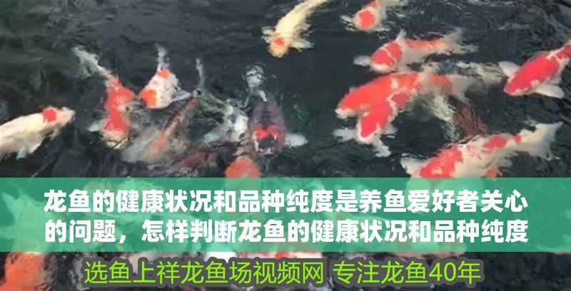 龍魚的健康狀況和品種純度是養魚愛好者關心的問題，怎樣判斷龍魚的健康狀況和品種純度？