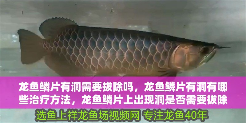 龍魚鱗片有洞需要拔除嗎，龍魚鱗片有洞有哪些治療方法，龍魚鱗片上出現洞是否需要拔除？