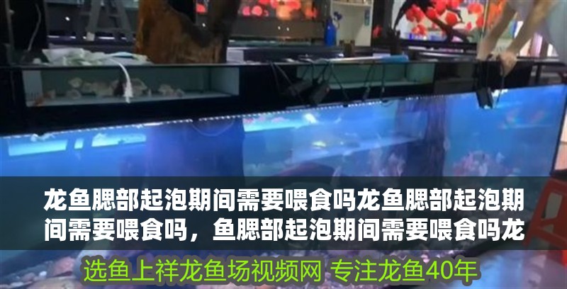 龍魚腮部起泡期間需要喂食嗎龍魚腮部起泡期間需要喂食嗎，魚腮部起泡期間需要喂食嗎龍魚腮部起泡期間需要喂食嗎