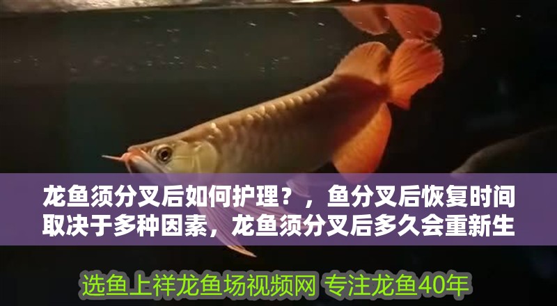 龍魚(yú)須分叉后如何護(hù)理？，魚(yú)分叉后恢復(fù)時(shí)間取決于多種因素，龍魚(yú)須分叉后多久會(huì)重新生長(zhǎng)