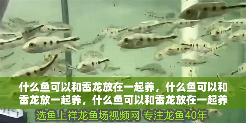 什么魚可以和雷龍放在一起養，什么魚可以和雷龍放一起養，什么魚可以和雷龍放在一起養