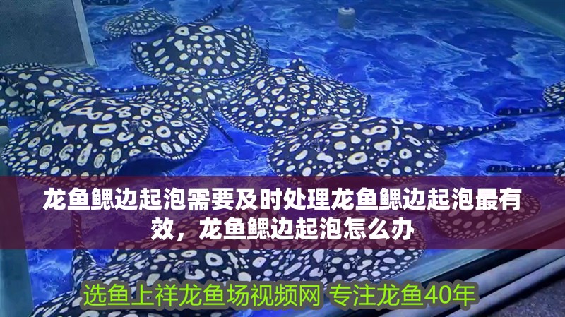 龍魚鰓邊起泡需要及時處理龍魚鰓邊起泡最有效，龍魚鰓邊起泡怎么辦