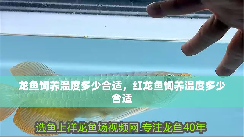 龍魚飼養(yǎng)溫度多少合適，紅龍魚飼養(yǎng)溫度多少合適