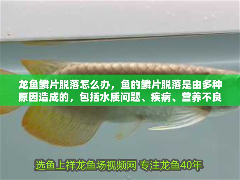 龍魚鱗片脫落怎么辦，魚的鱗片脫落是由多種原因造成的，包括水質問題、疾病、營養不良或環境壓力等