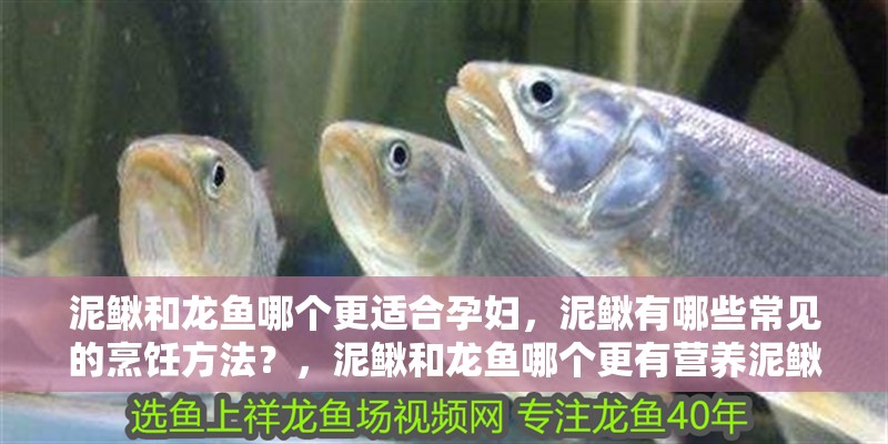 泥鰍和龍魚哪個更適合孕婦，泥鰍有哪些常見的烹飪方法？，泥鰍和龍魚哪個更有營養(yǎng)泥鰍和龍魚哪個更有營養(yǎng)