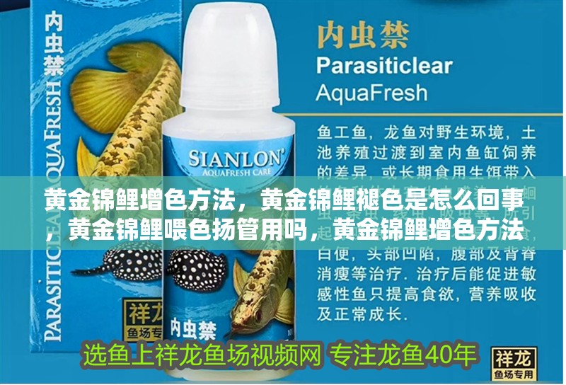 黃金錦鯉增色方法，黃金錦鯉褪色是怎么回事，黃金錦鯉喂色揚管用嗎，黃金錦鯉增色方法