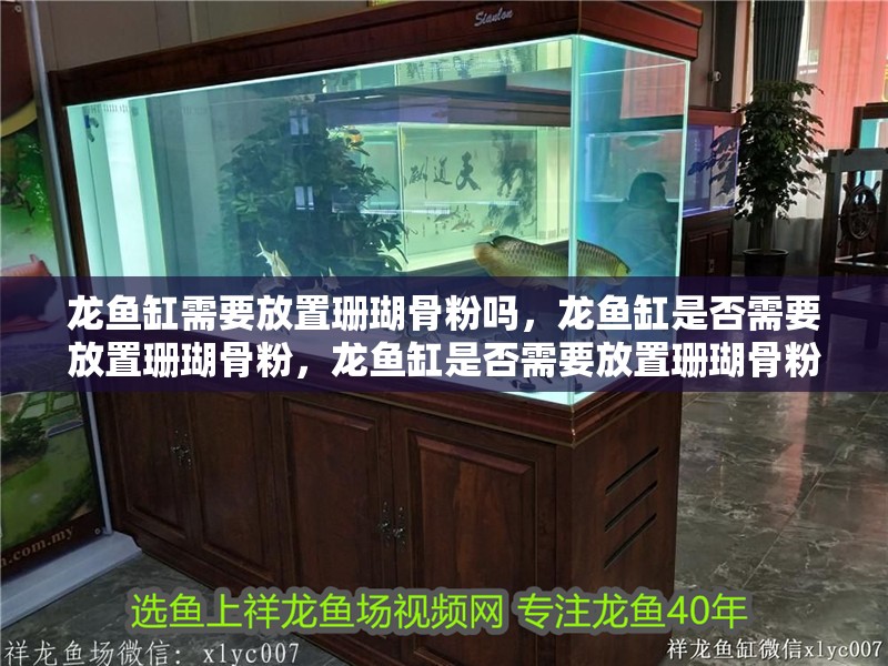 龍魚缸需要放置珊瑚骨粉嗎，龍魚缸是否需要放置珊瑚骨粉，龍魚缸是否需要放置珊瑚骨粉
