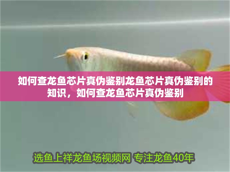 如何查龍魚芯片真偽鑒別龍魚芯片真偽鑒別的知識，如何查龍魚芯片真偽鑒別
