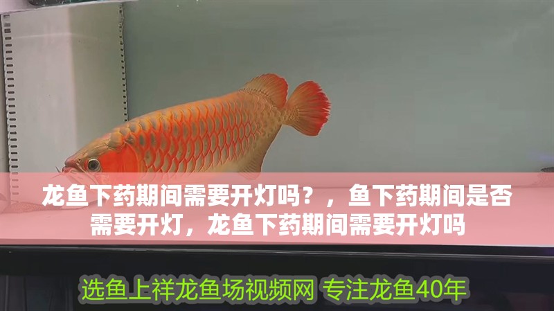 龍魚下藥期間需要開燈嗎？，魚下藥期間是否需要開燈，龍魚下藥期間需要開燈嗎