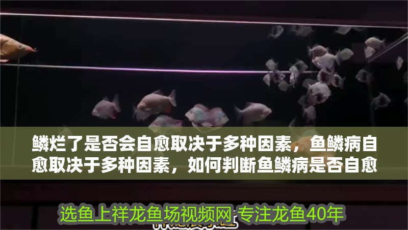 鱗爛了是否會自愈取決于多種因素，魚鱗病自愈取決于多種因素，如何判斷魚鱗病是否自愈