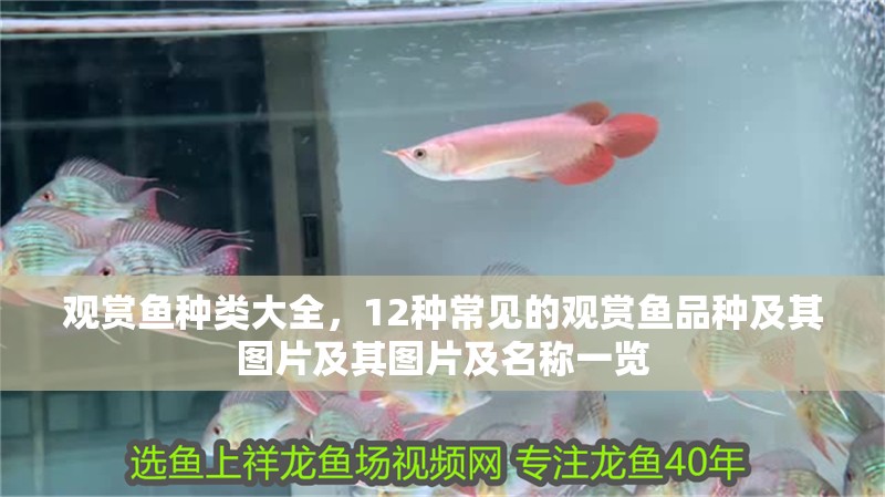 觀賞魚種類大全，12種常見的觀賞魚品種及其圖片及其圖片及名稱一覽