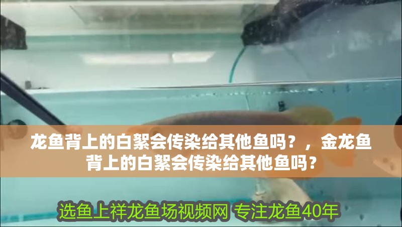 龍魚背上的白絮會傳染給其他魚嗎？，金龍魚背上的白絮會傳染給其他魚嗎？
