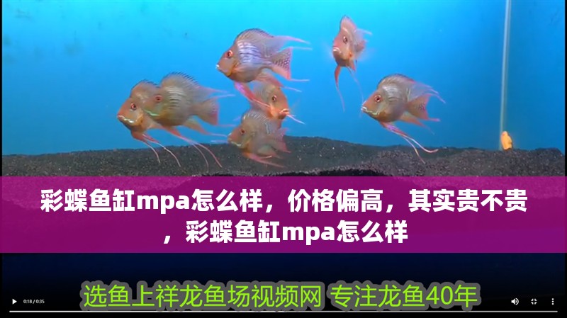 彩蝶魚缸mpa怎么樣，價格偏高，其實貴不貴，彩蝶魚缸mpa怎么樣