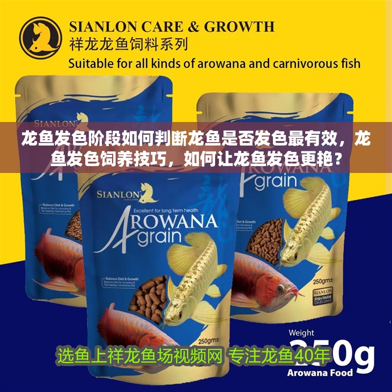 龍魚發色階段如何判斷龍魚是否發色最有效，龍魚發色飼養技巧，如何讓龍魚發色更艷？