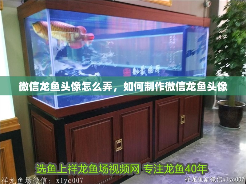 微信龍魚頭像怎么弄，如何制作微信龍魚頭像