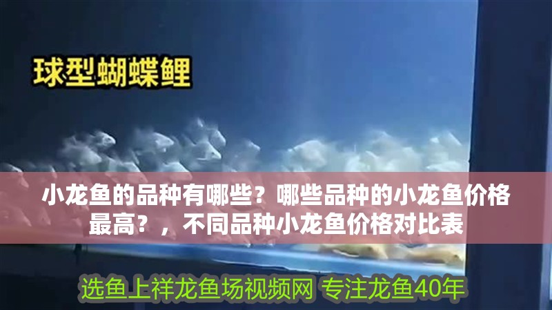 小龍魚的品種有哪些？哪些品種的小龍魚價格最高？，不同品種小龍魚價格對比表