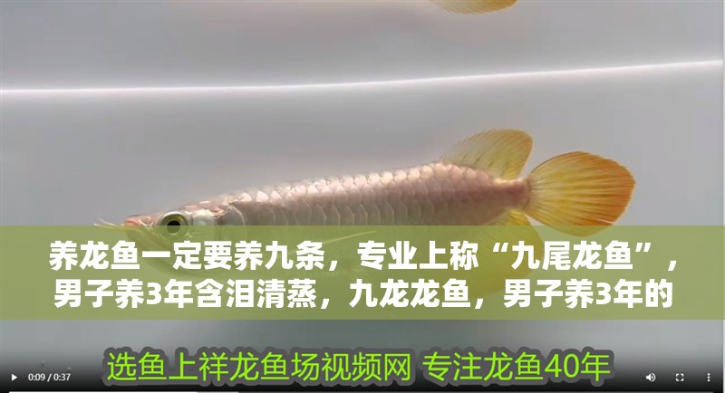 養龍魚一定要養九條，專業上稱“九尾龍魚”，男子養3年含淚清蒸，九龍龍魚，男子養3年的龍魚死亡，含淚清蒸后笑了