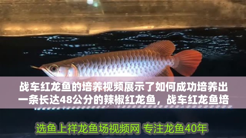 戰車紅龍魚的培養視頻展示了如何成功培養出一條長達48公分的辣椒紅龍魚，戰車紅龍魚培養視頻