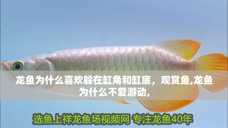 龍魚為什么喜歡躲在缸角和缸底，觀賞魚,龍魚為什么不愛游動,