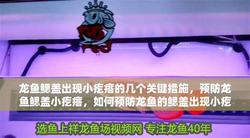 龍魚鰓蓋出現(xiàn)小疙瘩的幾個關(guān)鍵措施，預(yù)防龍魚鰓蓋小疙瘩，如何預(yù)防龍魚的鰓蓋出現(xiàn)小疙瘩